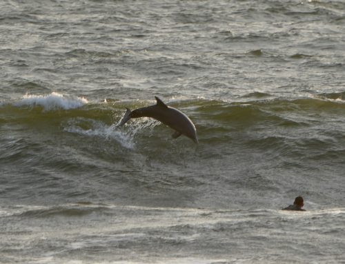 NE Florida Surf Report #1 Monday 03.03.25 6:50 AM