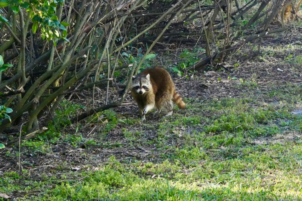 Raccoon in the bushes.