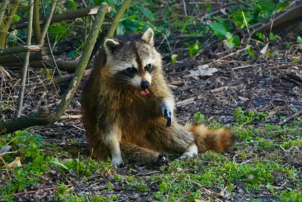 Raccoon in the bushes.