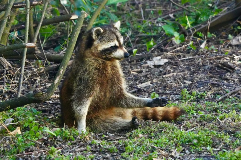 Raccoon in the bushes.