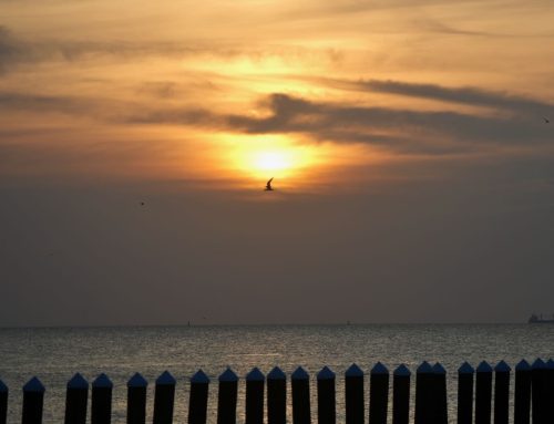 NE Florida Surf Report #1 Sunday 6:20 AM